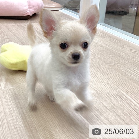 チワワの写真