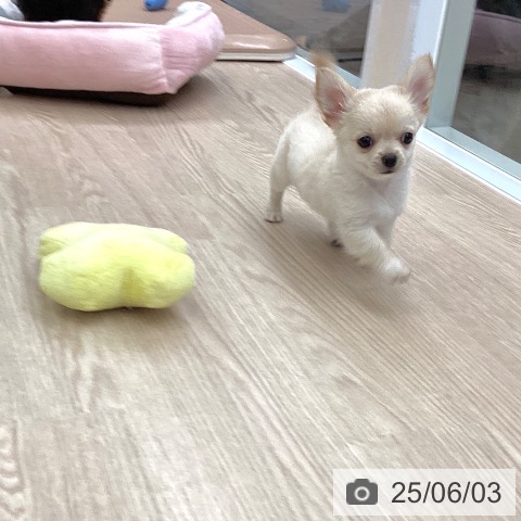 チワワの写真