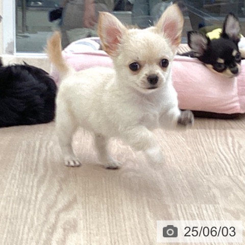 チワワの写真