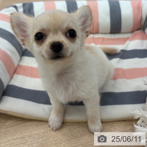 チワワの写真