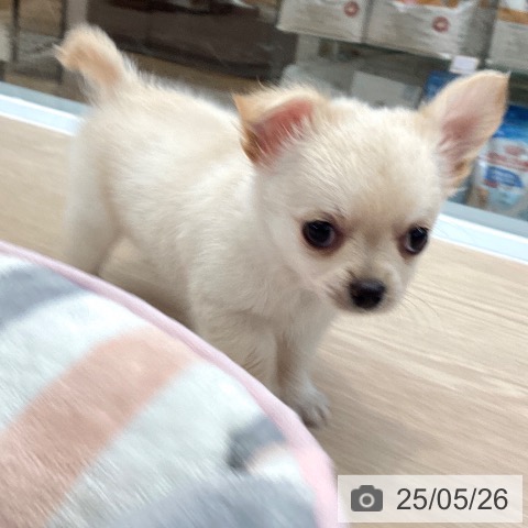 チワワの写真