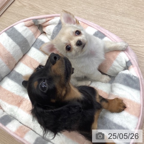 チワワの写真