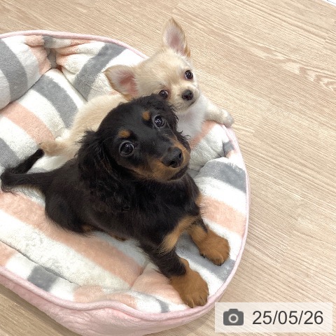 チワワの写真