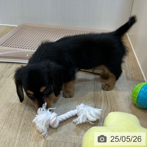 ミニチュア・ダックスフンドの写真