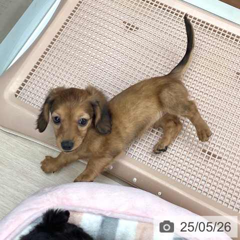 ミニチュア・ダックスフンドの写真