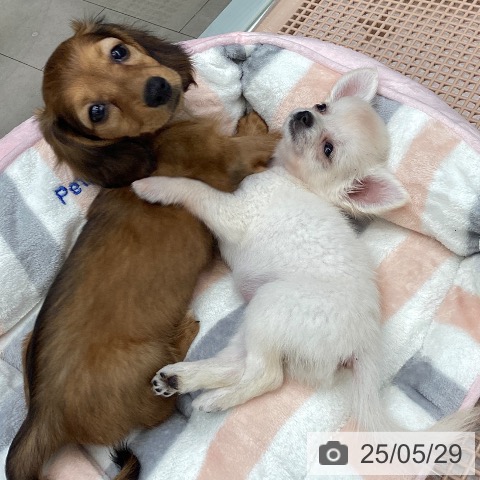 ミニチュア・ダックスフンドの写真