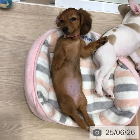 ミニチュア・ダックスフンドの写真