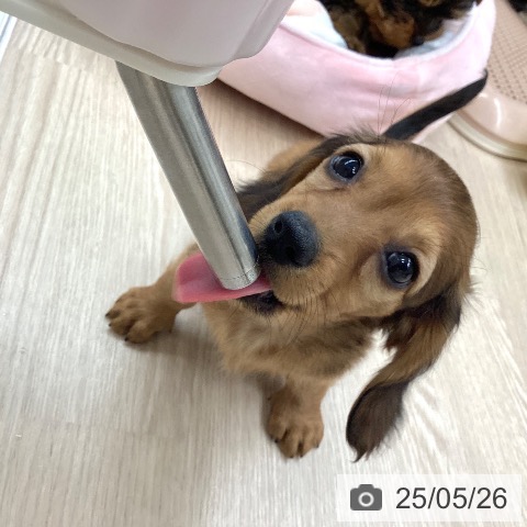 ミニチュア・ダックスフンドの写真