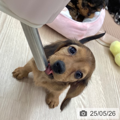 ミニチュア・ダックスフンドの写真