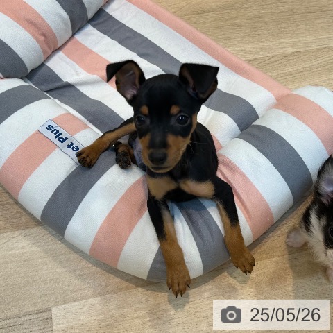 ミニチュア・ピンシャーの写真