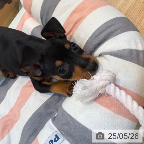 ミニチュア・ピンシャーの写真