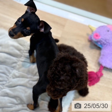 ミニチュア・ピンシャーの写真