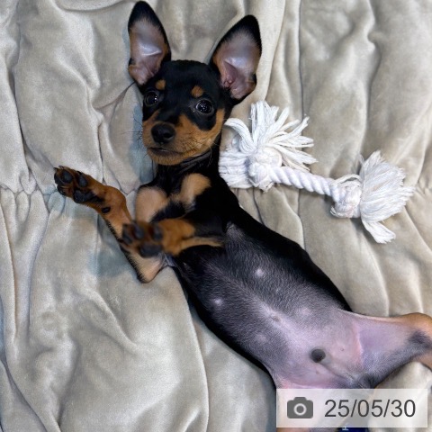 ミニチュア・ピンシャーの写真