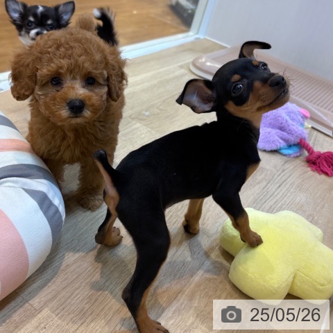 ミニチュア・ピンシャーの写真