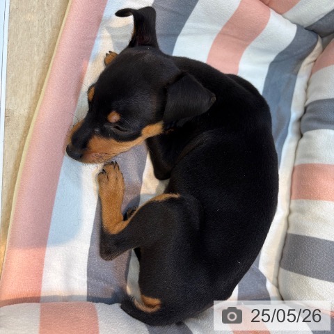 ミニチュア・ピンシャーの写真