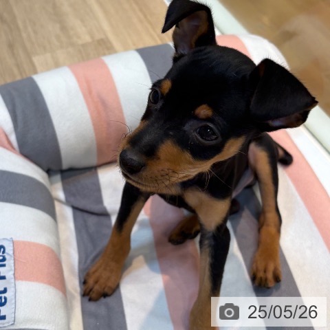 ミニチュア・ピンシャーの写真