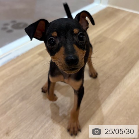 ミニチュア・ピンシャーの写真