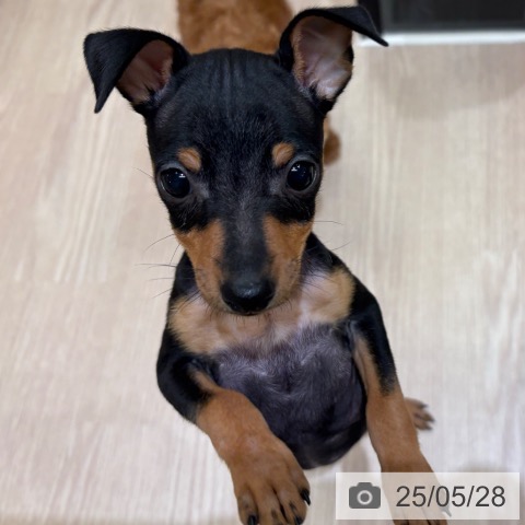 ミニチュア・ピンシャーの写真