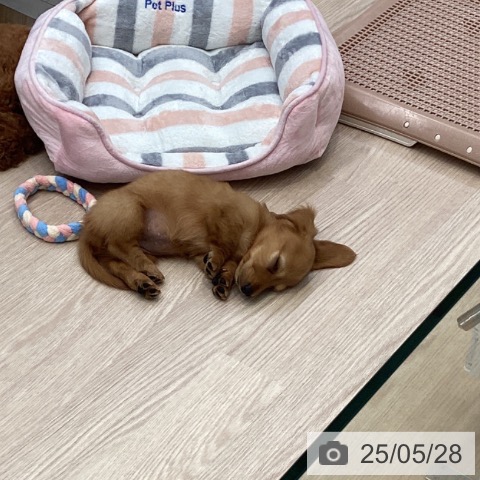 カニーンヘン・ダックスフンドの写真