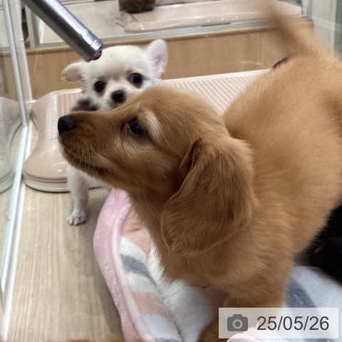 カニーンヘン・ダックスフンドの写真