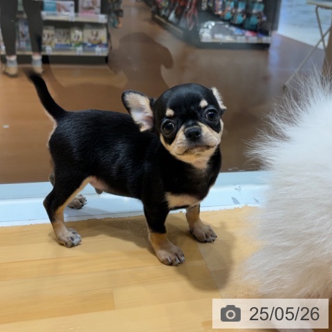 チワワの写真