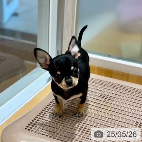 チワワの写真