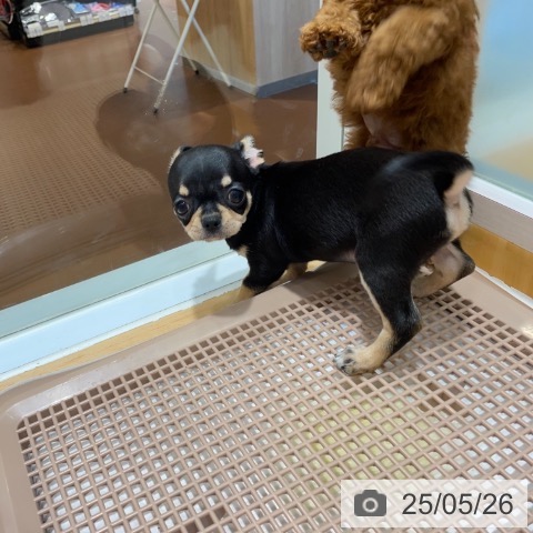 チワワの写真