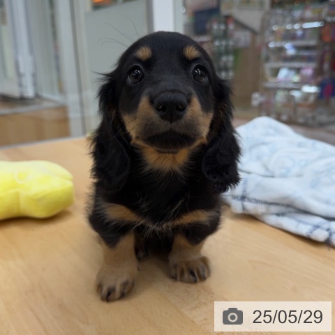 ミニチュア・ダックスフンドの写真