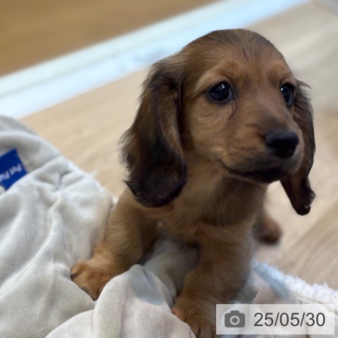 ミニチュア・ダックスフンドの写真