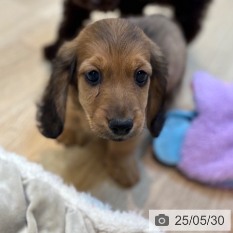 ミニチュア・ダックスフンドの写真