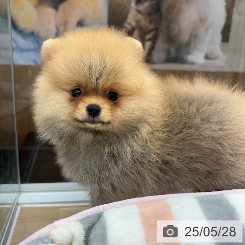 ポメラニアンの写真