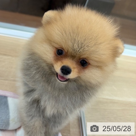 ポメラニアンの写真