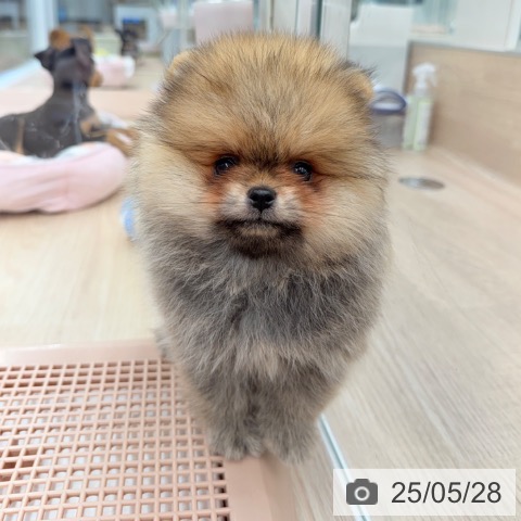ポメラニアンの写真