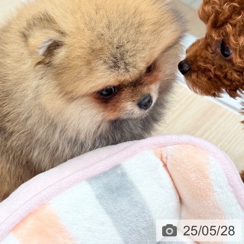 ポメラニアンの写真