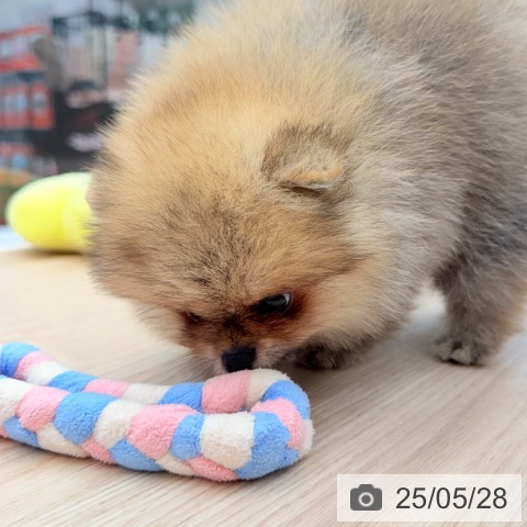 ポメラニアンの写真