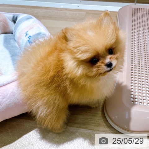 ポメラニアンの写真