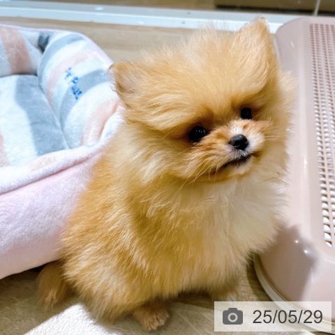 ポメラニアンの写真
