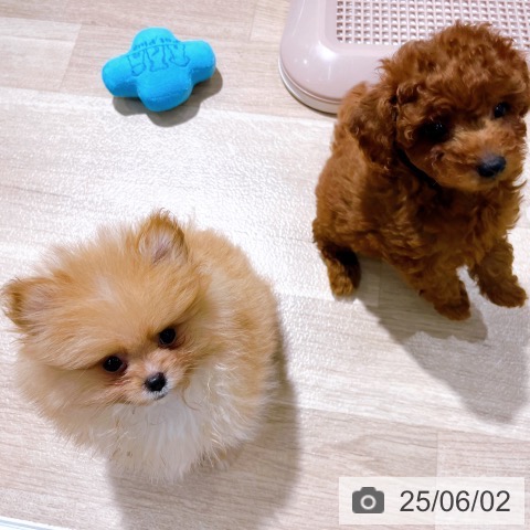 ポメラニアンの写真