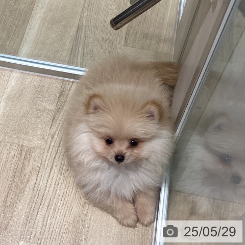 ポメラニアンの写真