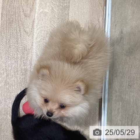 ポメラニアンの写真