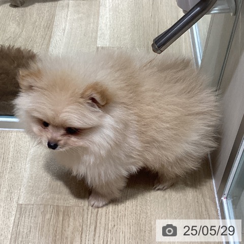 ポメラニアンの写真