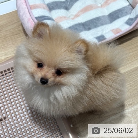 ポメラニアンの写真