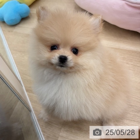 ポメラニアンの写真