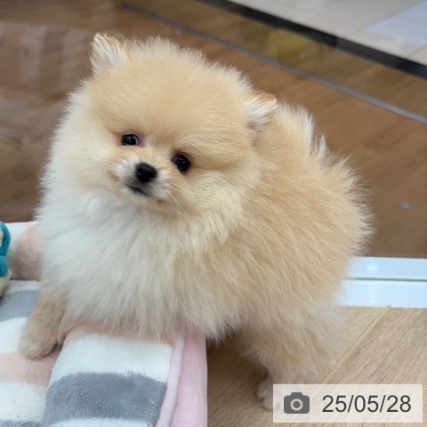 ポメラニアンの写真