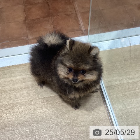 ポメラニアンの写真