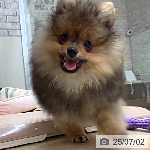 ポメラニアンの写真