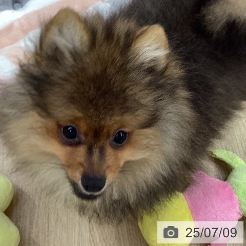 ポメラニアンの写真