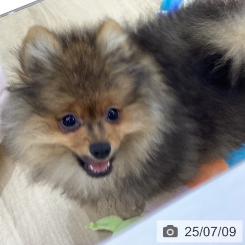 ポメラニアンの写真