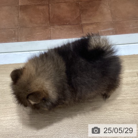 ポメラニアンの写真