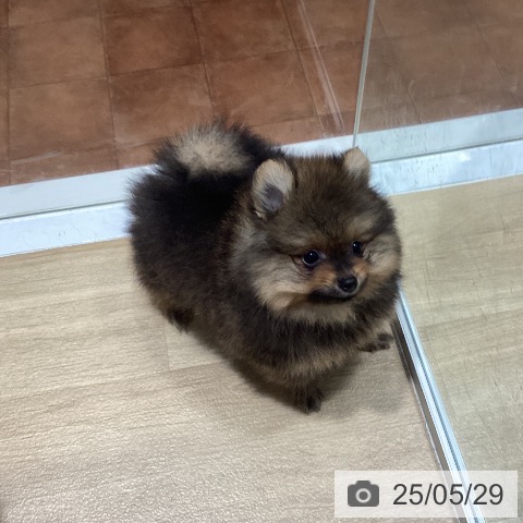 ポメラニアンの写真